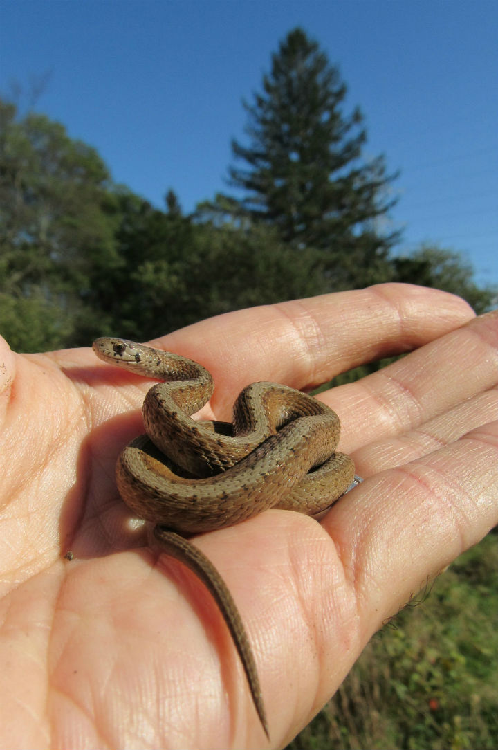 DeKay's Brown Snake